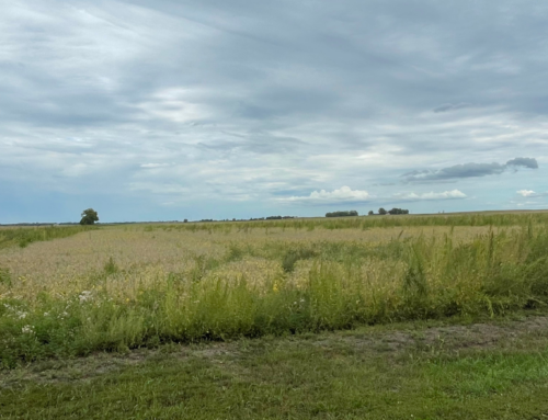 Is it Worth a Rescue Treatment of Liberty Herbicide in Liberty Tolerant Soybeans to Control Waterhemp?