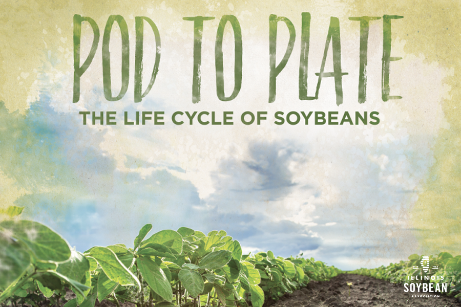 Pod to Plate. The life cycle of soybeans.